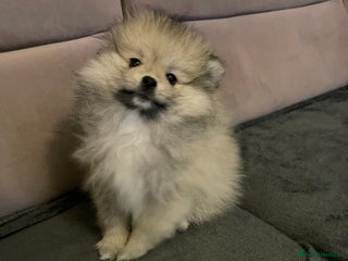 Pomeranian dogs - Advert 1