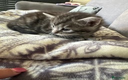 Bengal cats for sale: 4 beautiful part bengal kittens  - Image 10