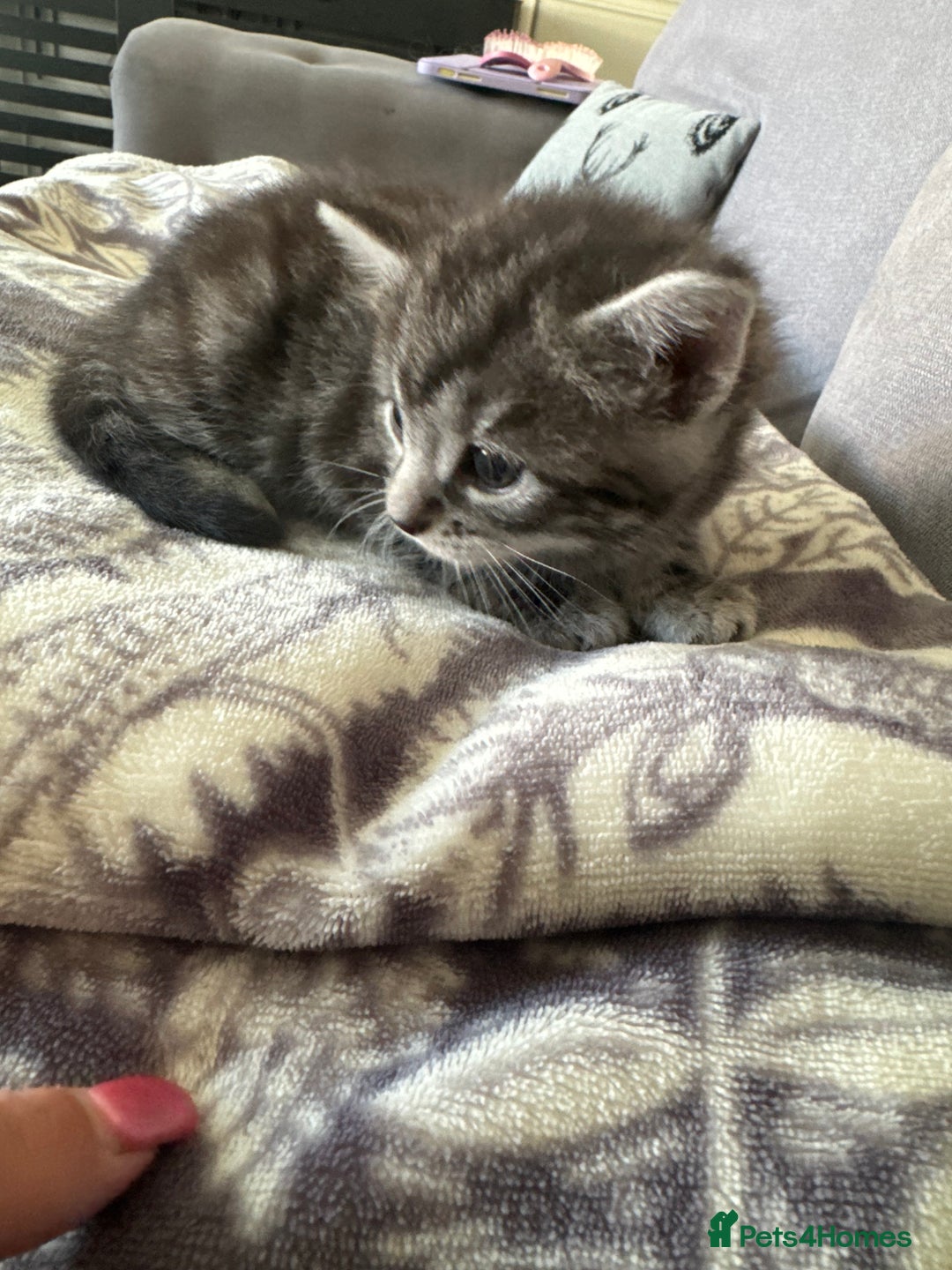 Bengal cats for sale: 4 beautiful part bengal kittens  - Image 10