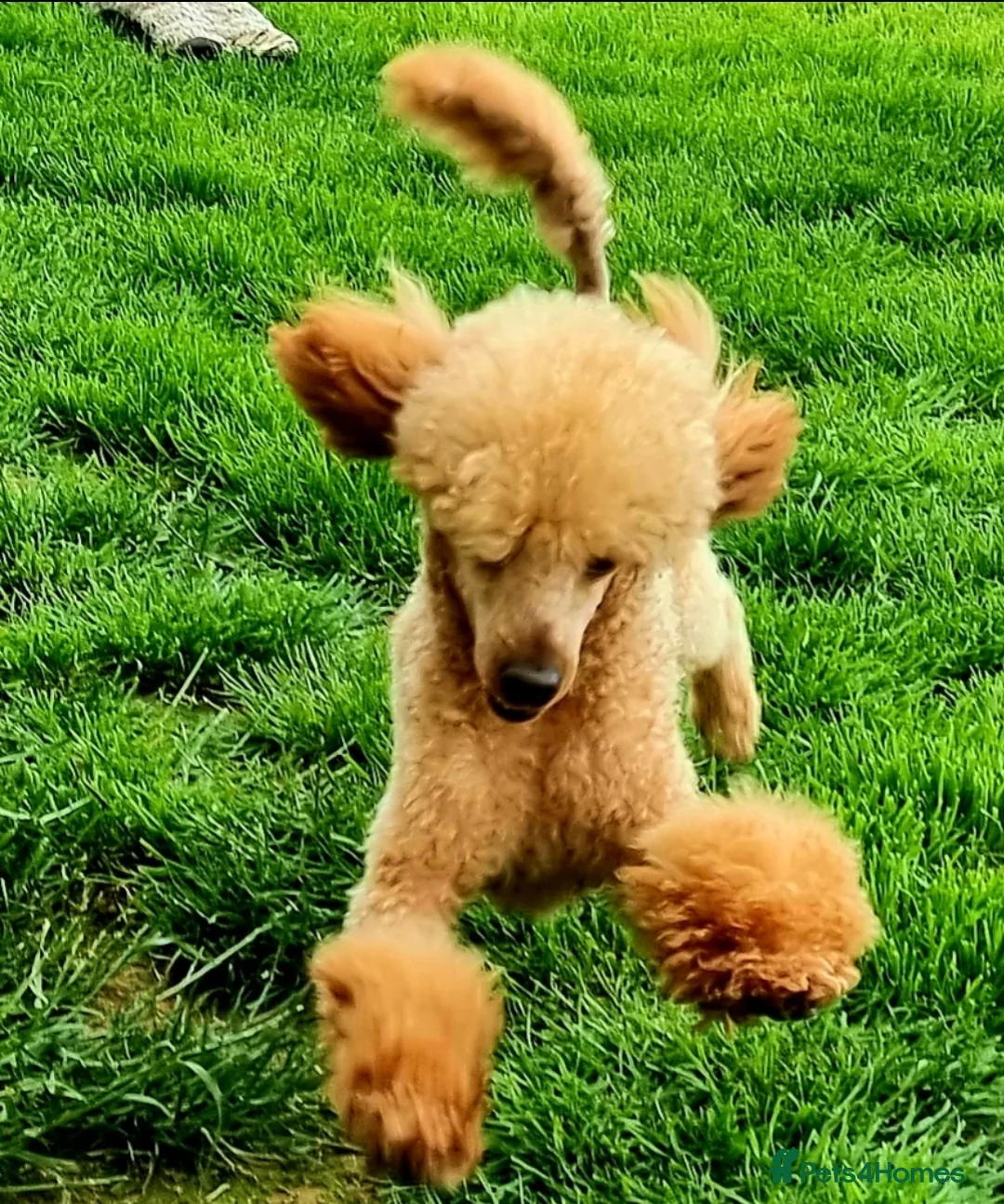 Cockapoo dogs for stud: Stunning Red Toy Poodle Stud 🐩 in Aberdeen - Advert 5