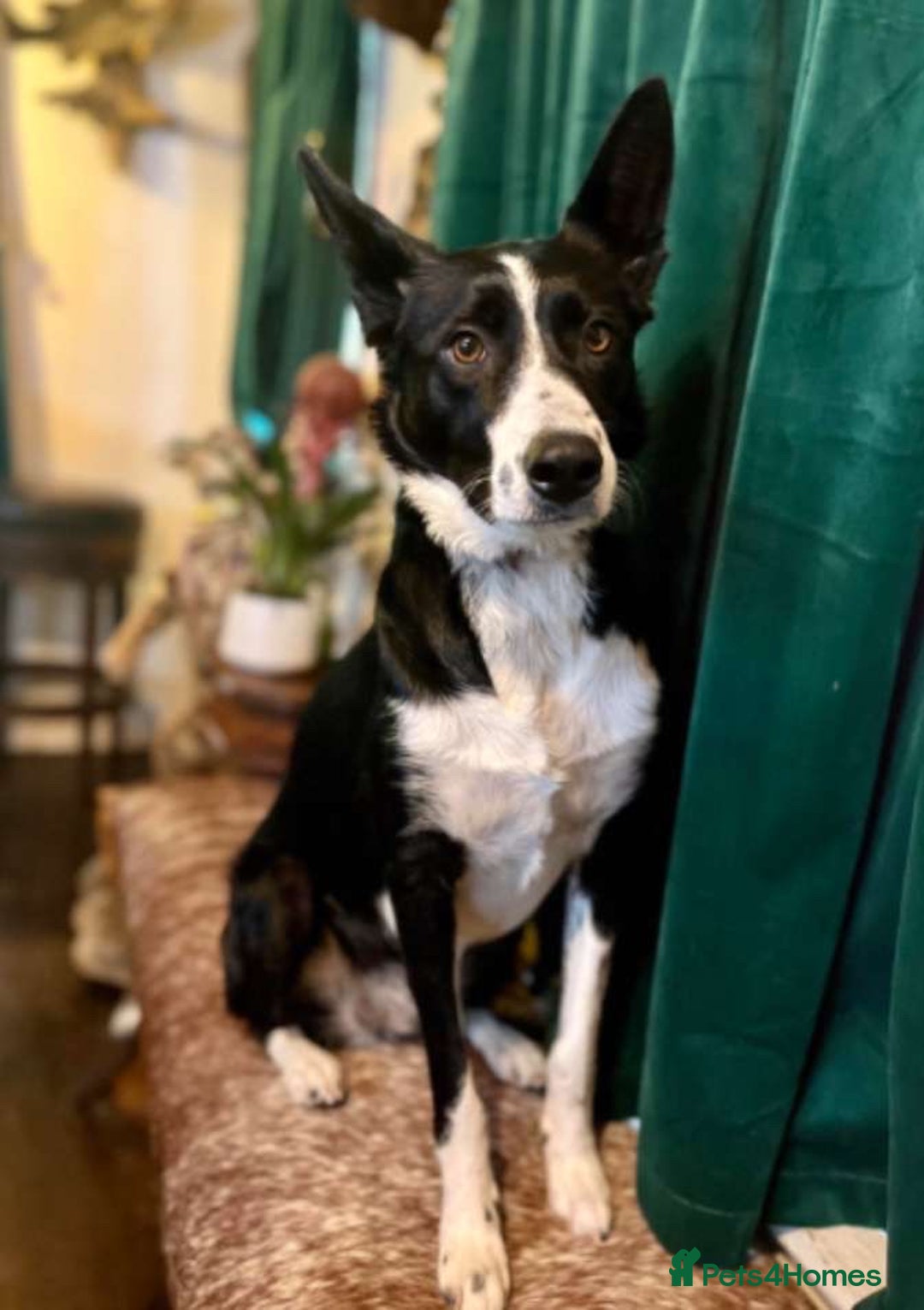 Bearded Collie dogs for sale: 2 collies for sale  - Image 18