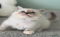 Ragdoll cats for sale: Super Affectionate Ragdoll Kittens Fife Reg - Image 11
