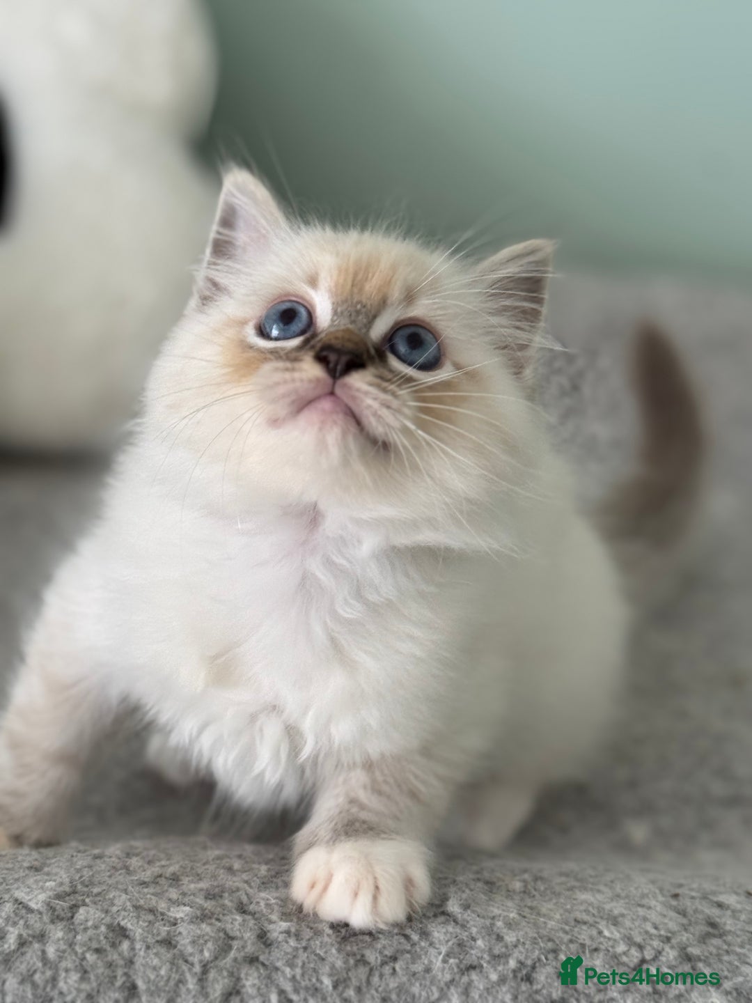 Ragdoll cats for sale: Super Affectionate Ragdoll Kittens Fife Reg - Image 11