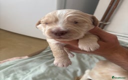 Cocker Spaniel dogs for sale: Cocker spaniel puppies  - Image 2