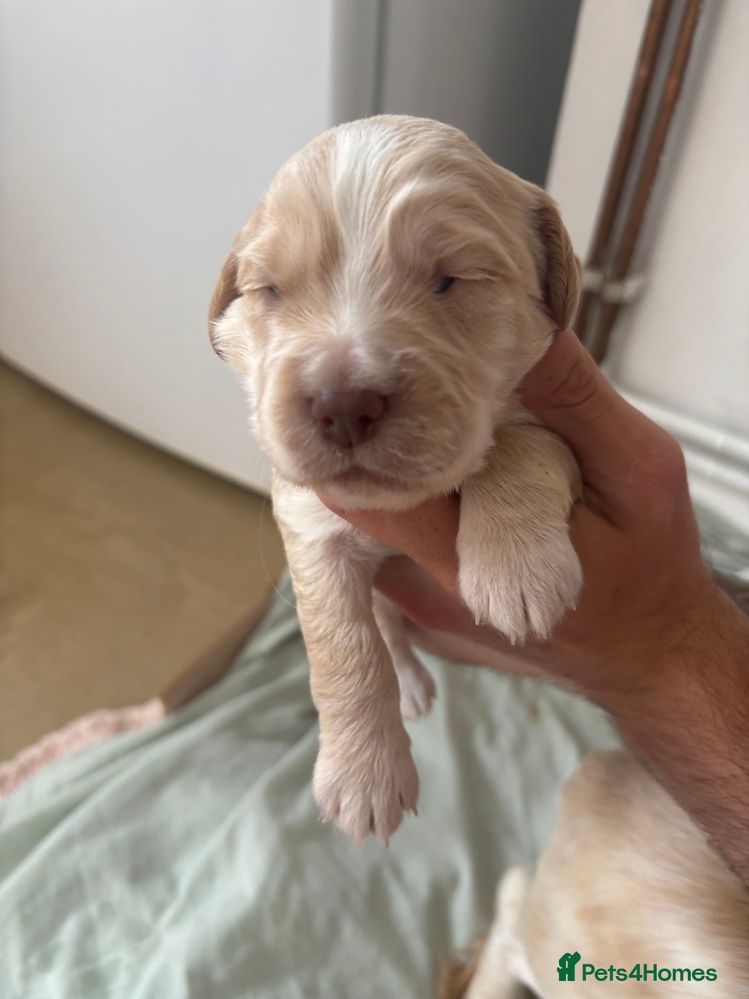 Cocker Spaniel dogs for sale: Cocker spaniel puppies  - Image 2