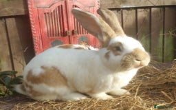 Continental Giant rabbits for sale: Giant Papillon Baby Boys  - Vaccinated - Reserve - Image 18