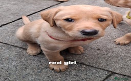 Labrador Retriever dogs for sale: Mix of fox red and yellow labrador puppies - Image 19