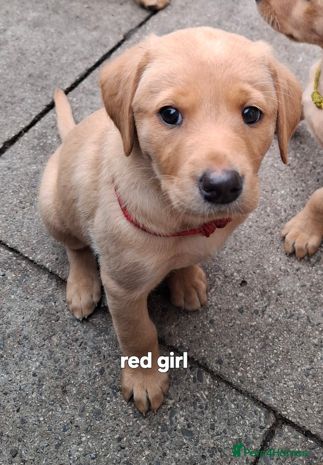 Labrador Retriever dogs for sale: Mix of fox red and yellow labrador puppies - Image 19