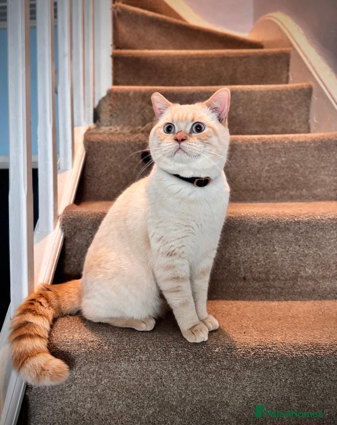 British Shorthair cats for sale: 2 beautiful BritishShorthair Colourpointed❤️‍🔥💝  - Image 17