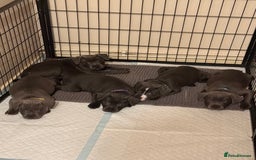 Staffordshire Bull Terrier dogs for sale: Lovely kc reg Staffordshire bull terrier puppies  - Image 18