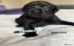 Labrador Retriever dogs for sale: Stunning litter of 8 Labrador puppies - Image 10