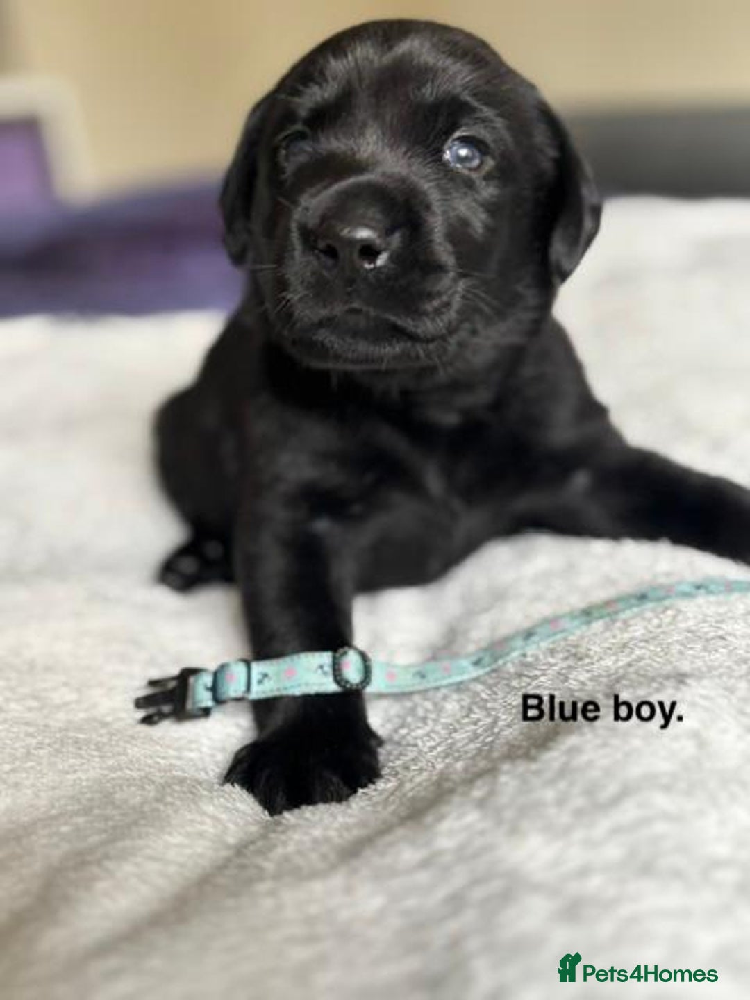 Labrador Retriever dogs for sale: Stunning litter of 8 Labrador puppies - Image 10