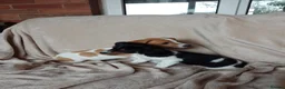 Jack Russell dogs for sale: Jack Russell in Exeter - Advert 3