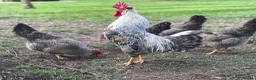 Chickens poultry for sale: Cream Legbar Hatching Eggs For Sale - Advert 3