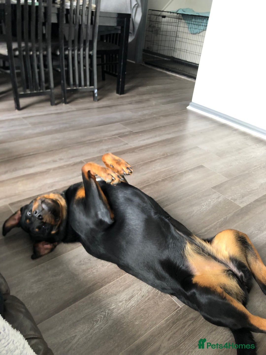 Rottweiler dogs for sale: rottweiler  - Image 2