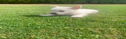 West Highland Terrier dogs for sale: 2 Westie Boys  - Advert 8