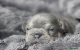 French Bulldog dogs for sale: Stunning French bulldog puppies  - Advert 12