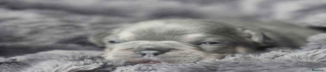 French Bulldog Puppy 3