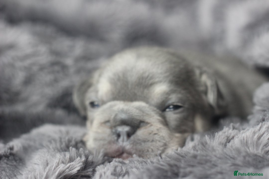 French Bulldog dogs for sale: Stunning French bulldog puppies  - Advert 12