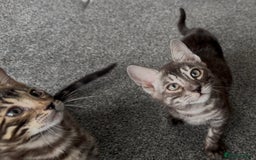 Bengal cats for sale: Well socialised bengal kittens - ready 21/12/25 - Advert 21