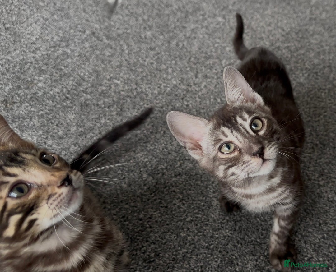 Bengal cats for sale: Well socialised bengal kittens - ready 21/12/25 - Advert 21