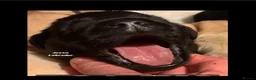 Labrador Retriever dogs for sale: Black Purebred Pedigree Show Line look Labradors - Advert 3