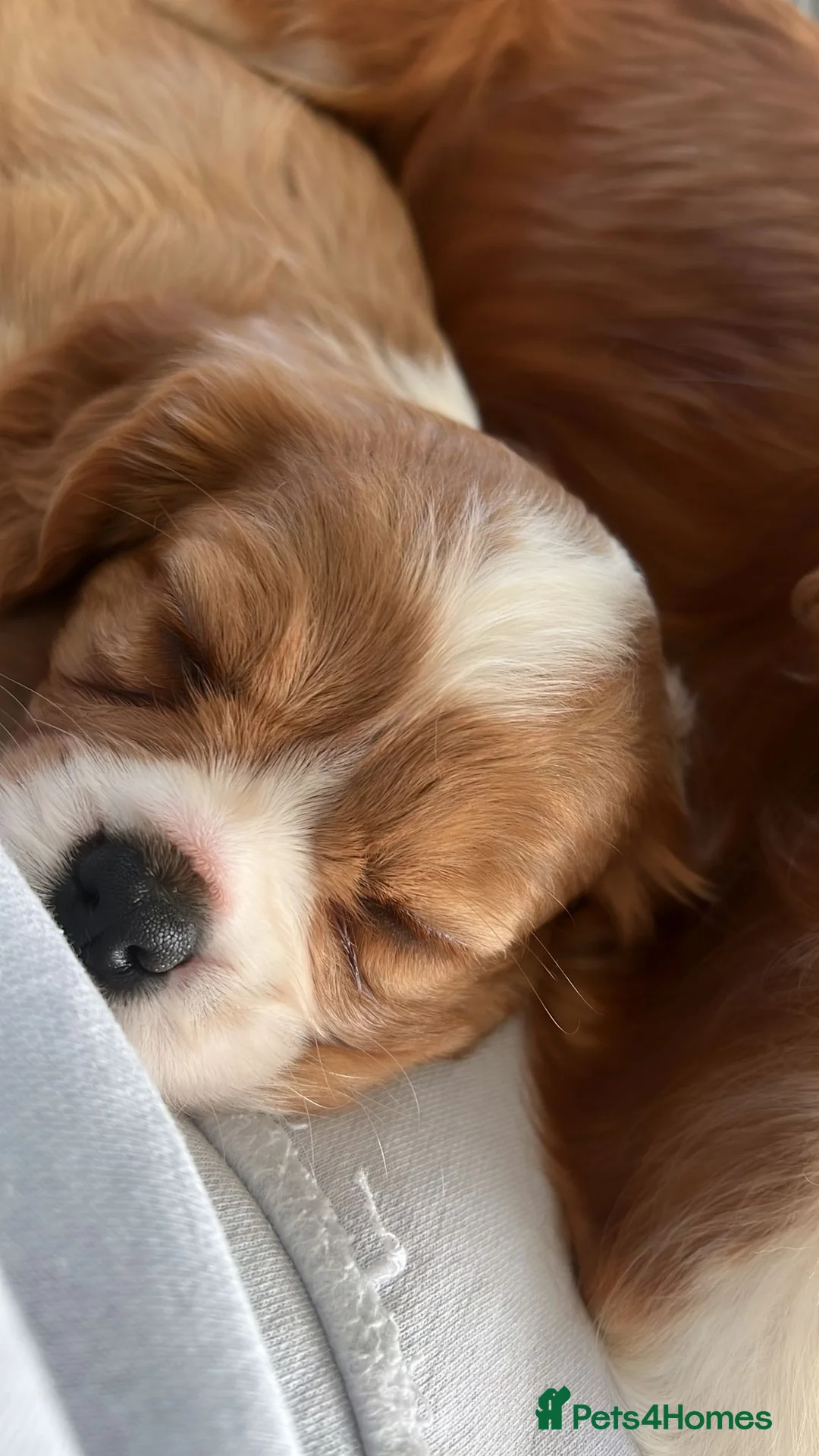 Cavalier King Charles Spaniel dogs for stud: STUNNING KC REG/DNA/HEART TESTED KING CHARLES CAV - Advert 9