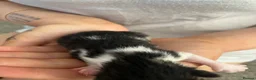 British Shorthair cats for sale: British Shorthair Mix Kittens - Advert 11