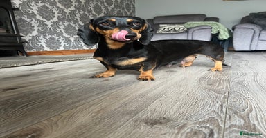 Dachshund dogs - Advert 3