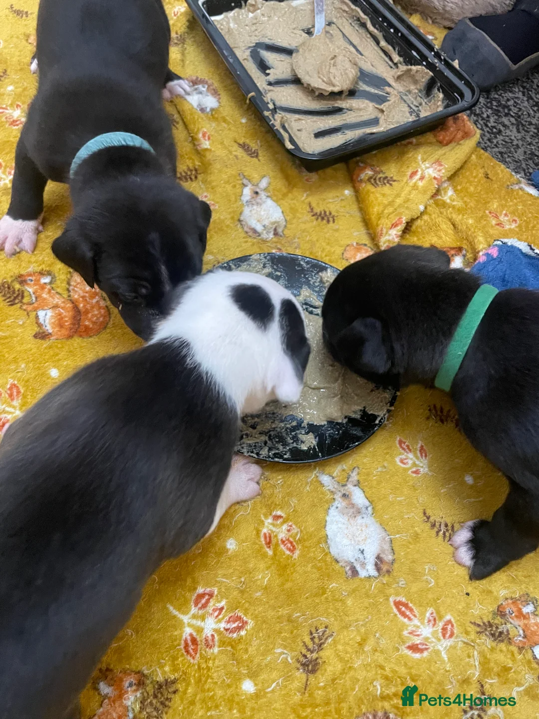 Mixed Breed dogs for sale: Beautiful Staffy x Collie Pups, 4 male 5 girls - Advert 10