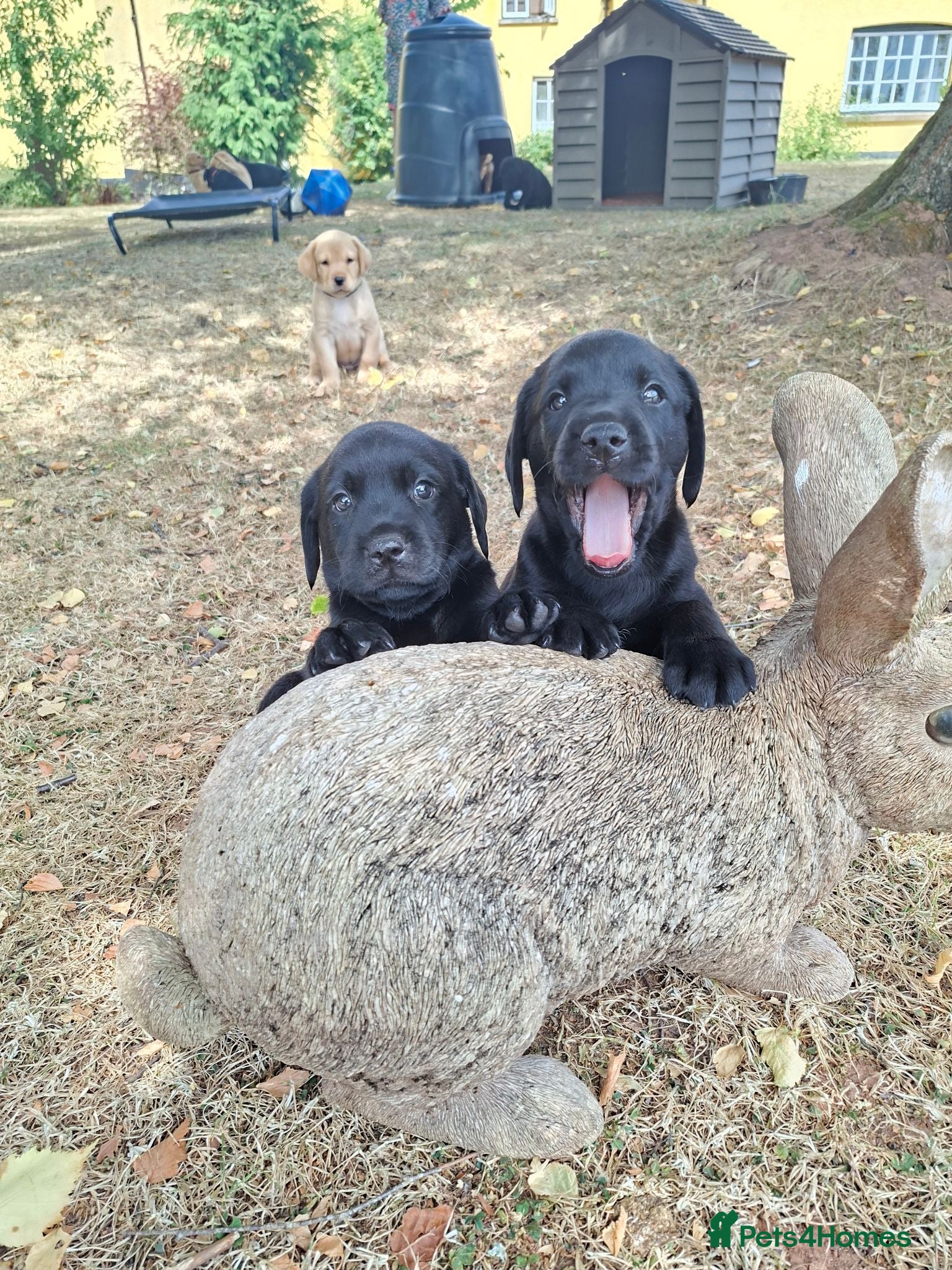 Labrador Retriever dogs Stunnning KC registered puppies. Ready to leave. - Advert 5