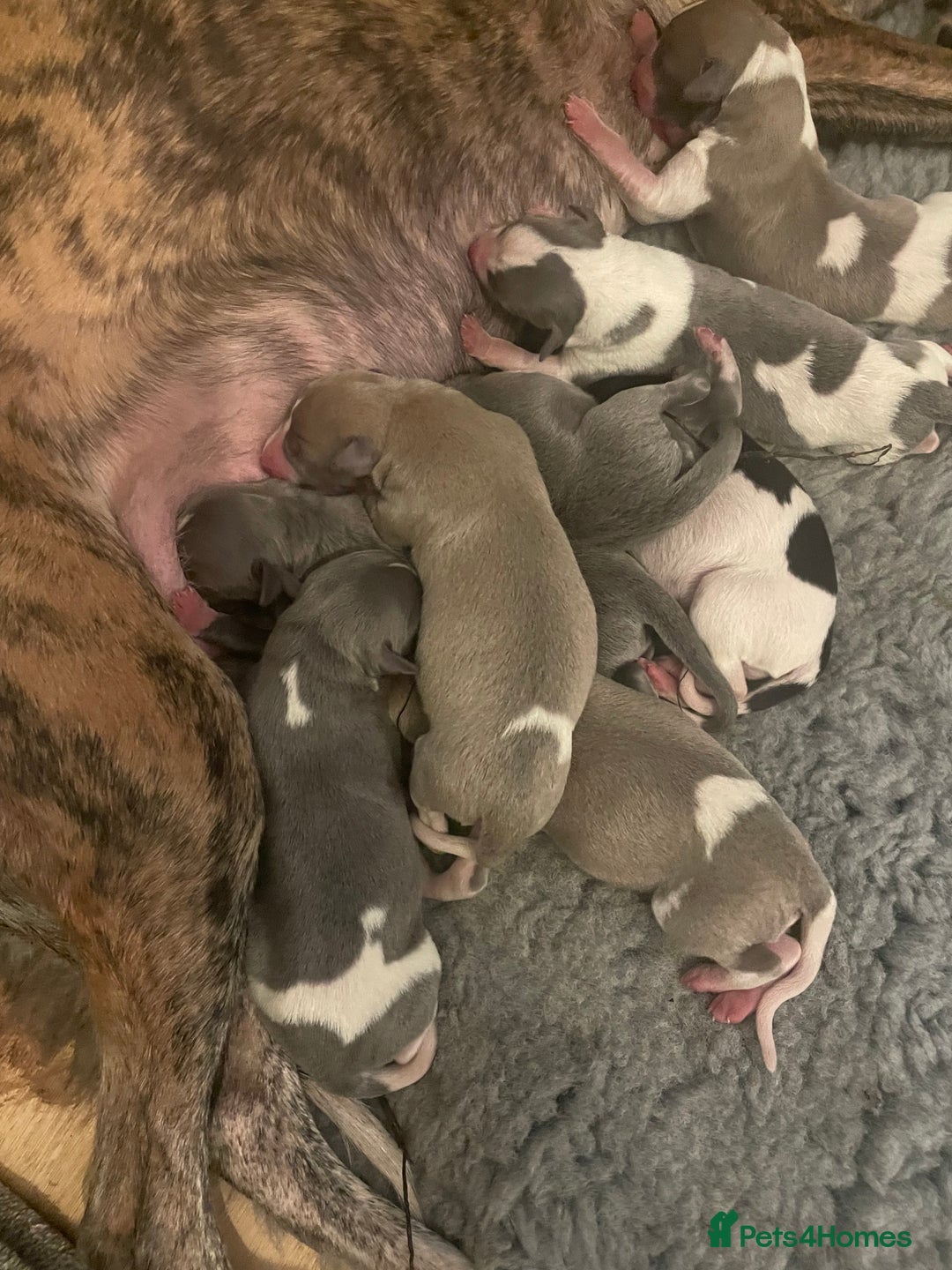 Whippet dogs for sale: 1 Gorgeous KC Reg Whippet Puppy  - Advert 9