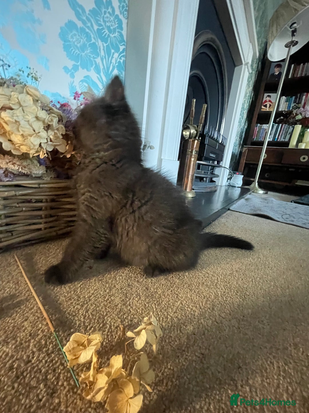 British Shorthair cats for sale: British shorthair chocolate brown mocha kitten - Advert 5