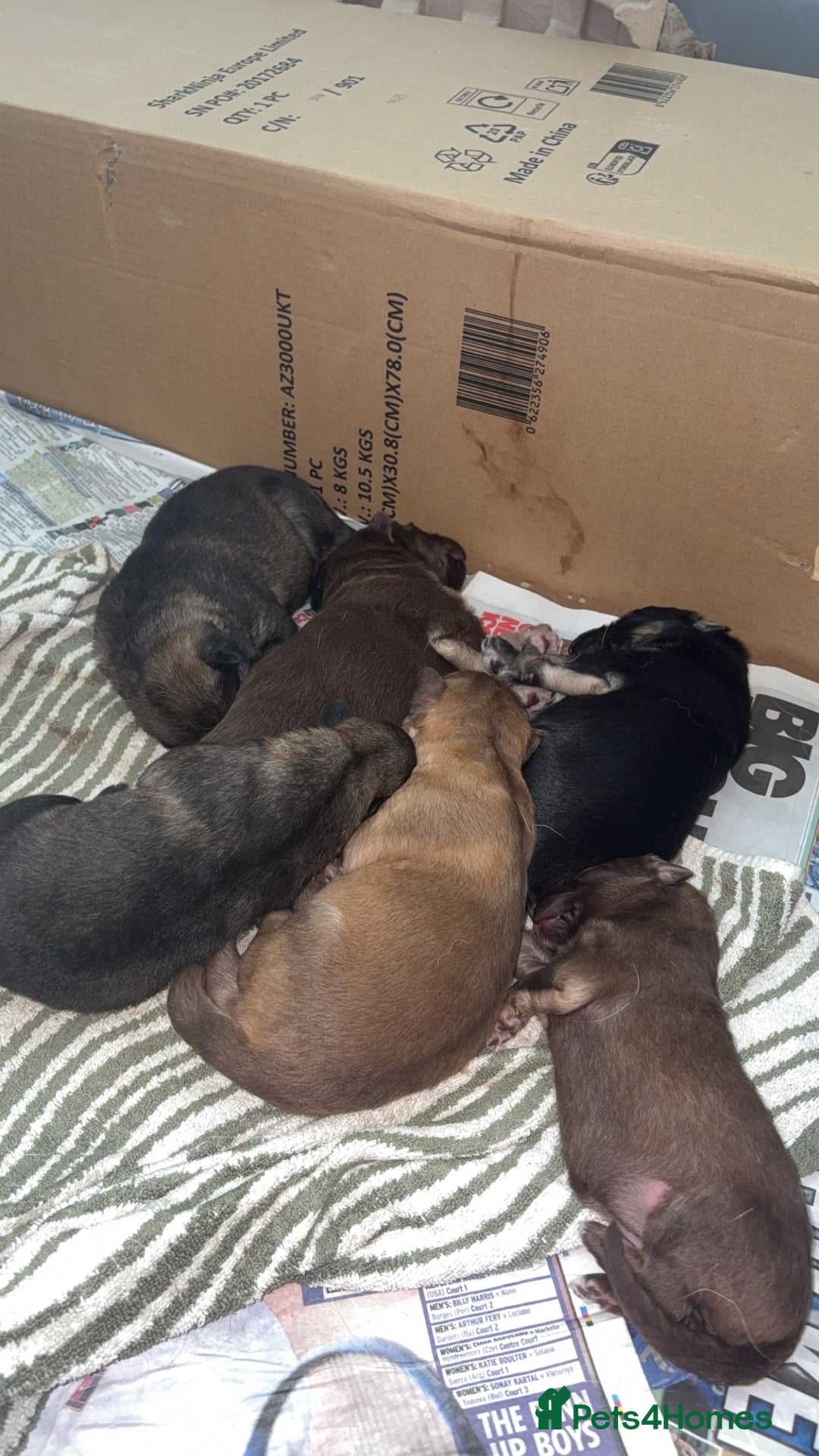 German Shepherd dogs for sale: Only 3 left. KC registered German Shepherd puppies - Image 6