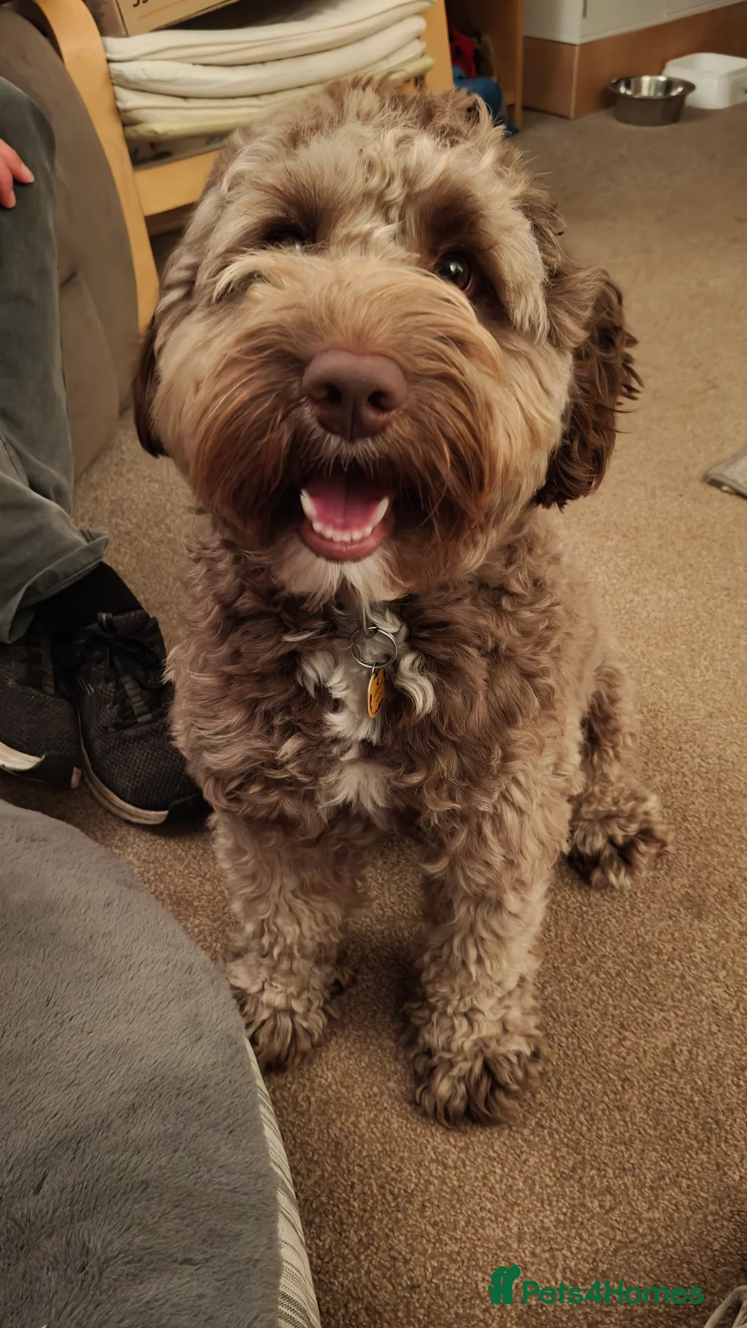 Labradoodle dogs for stud: 🌟Quality Australian Labradoodle 🌟 - Advert 10