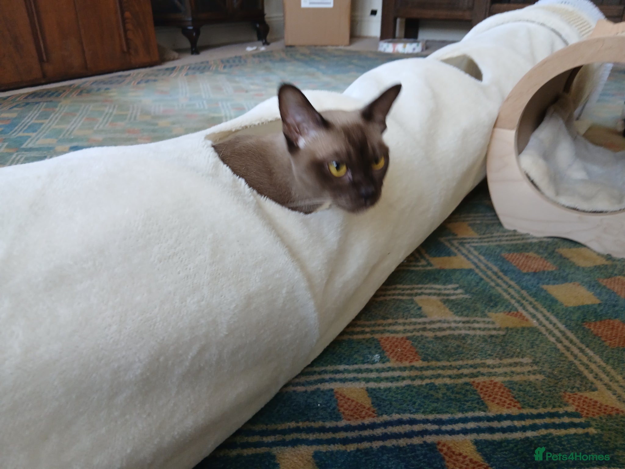 Burmese cats Beautiful Chocolate Burmese Female. GCCF Reg - Advert 2