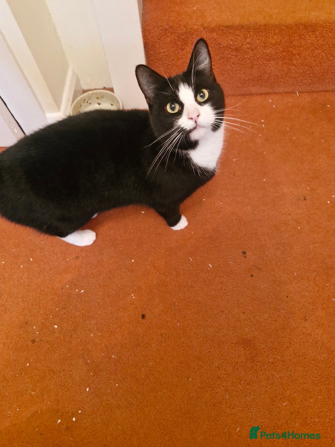 Domestic Shorthair cats for sale: 2 years old girl cat needing a new home  - Image 3