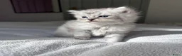 Mixed Breed cats for sale: Beautiful Fluffy Kittens – BritishLonghair&Ragdoll in Penicuik - Advert 6