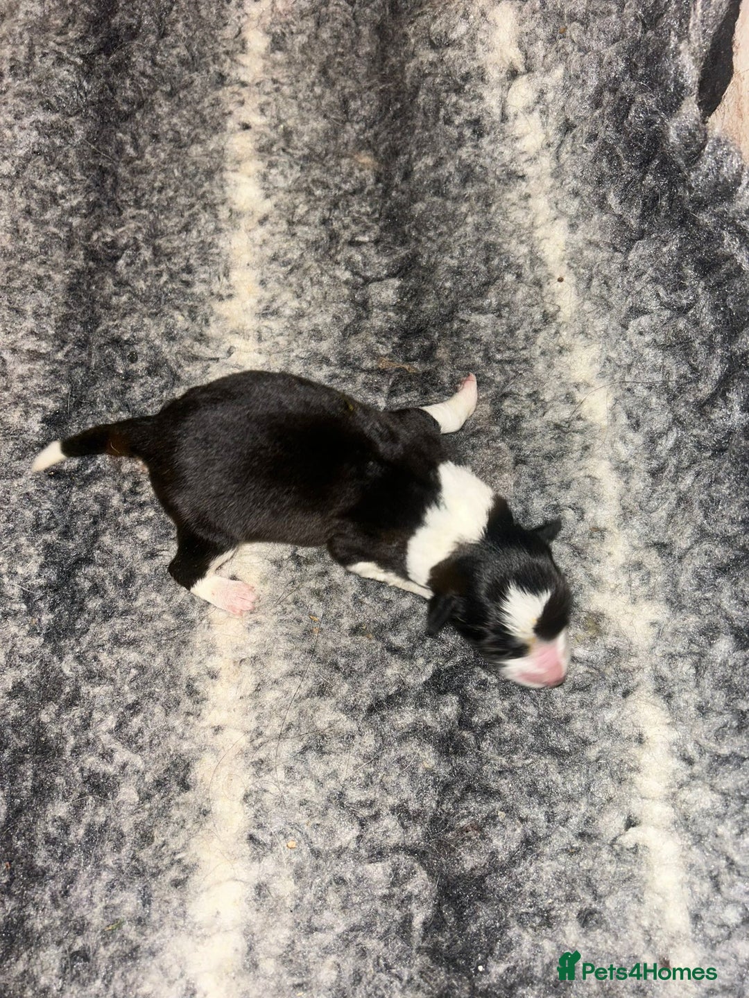 Border Collie dogs for sale: Collie Pups For Sale - Advert 5
