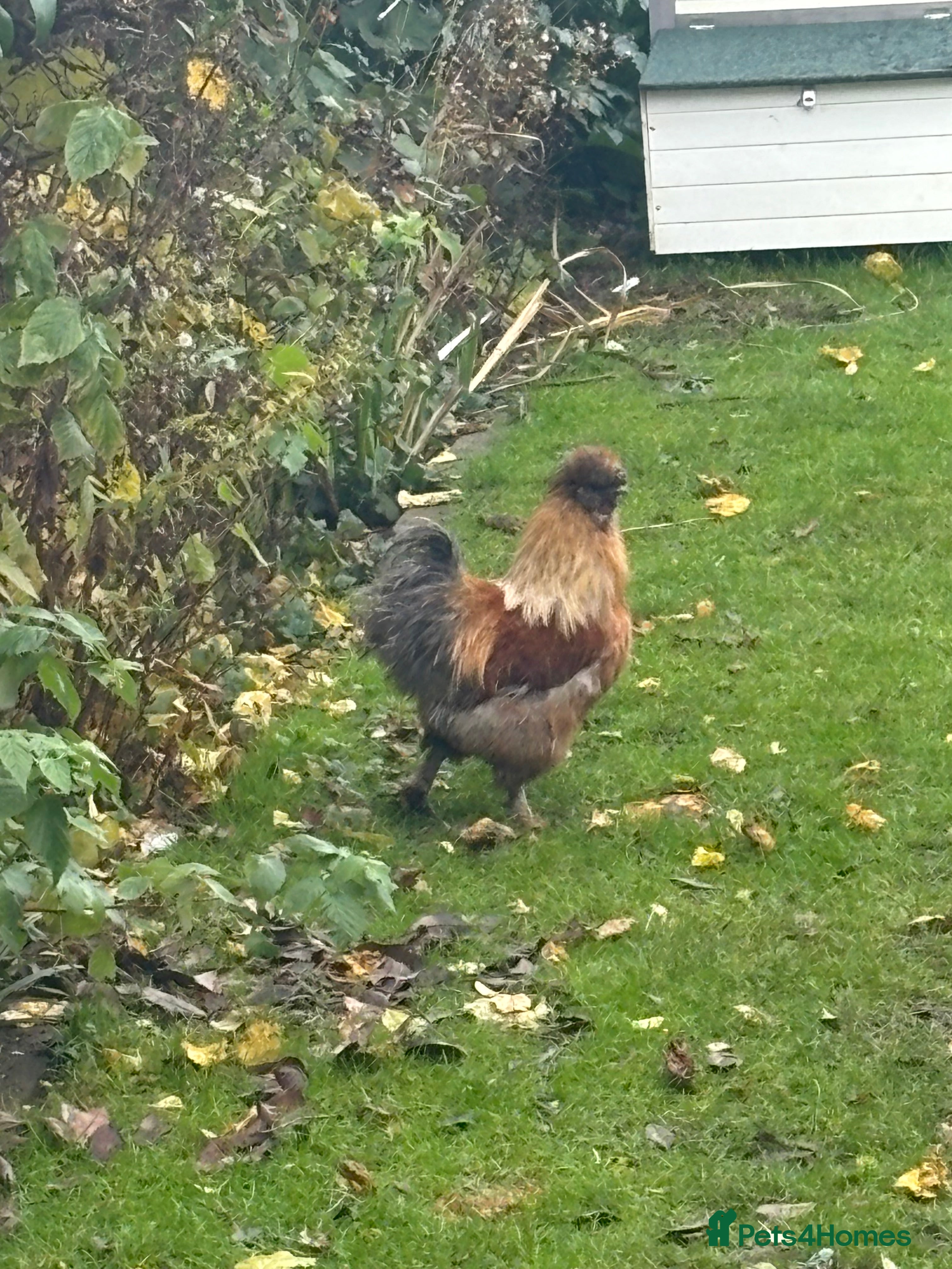 Chickens poultry Cockerel pure silkie breed - Advert 5