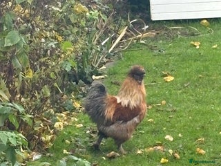 Chickens poultry Cockerel pure silkie breed - Advert 1