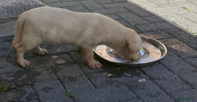 Labrador Retriever dogs - Advert 12
