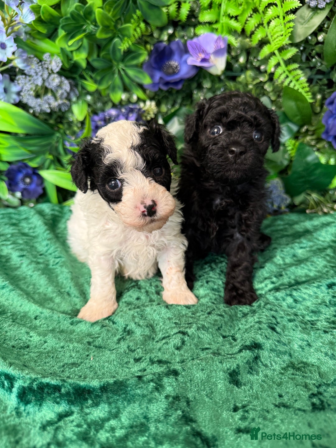 Toy Poodle dogs for sale: KC registered toy poodles - Image 4