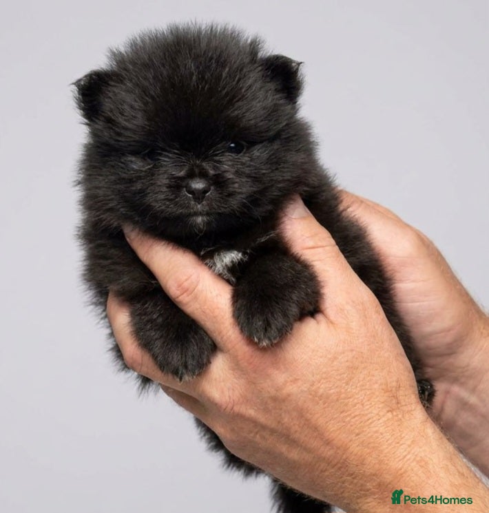 Pomeranian dogs for sale: Mini pomeranian puppies excel Russian bloodlines - Advert 13
