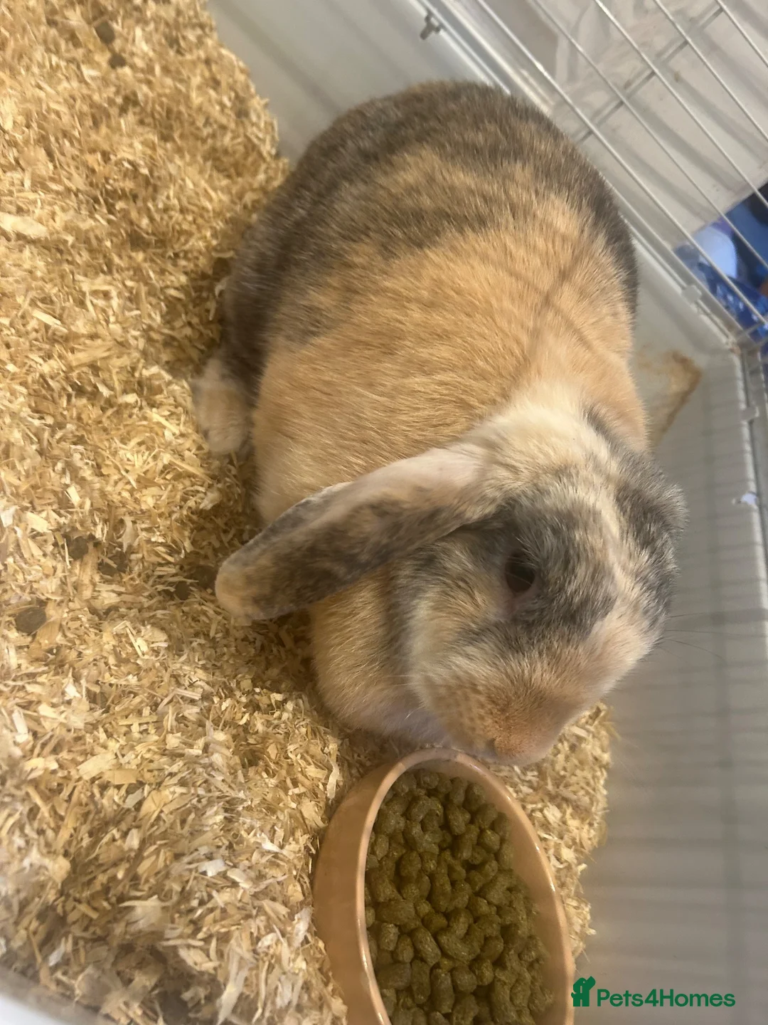 Harlequin rabbits for sale: Dolly- is looking for a new lovely home.  in Abingdon - Advert 2