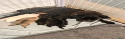 Pug dogs for sale: Pugs  - Advert 1