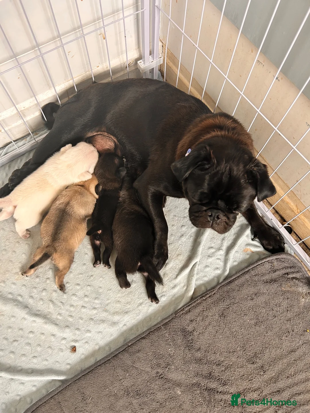 Pug dogs for sale: Pugs  - Advert 1