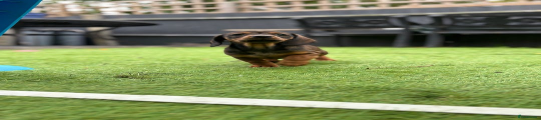 Miniature Dachshund Puppy 1