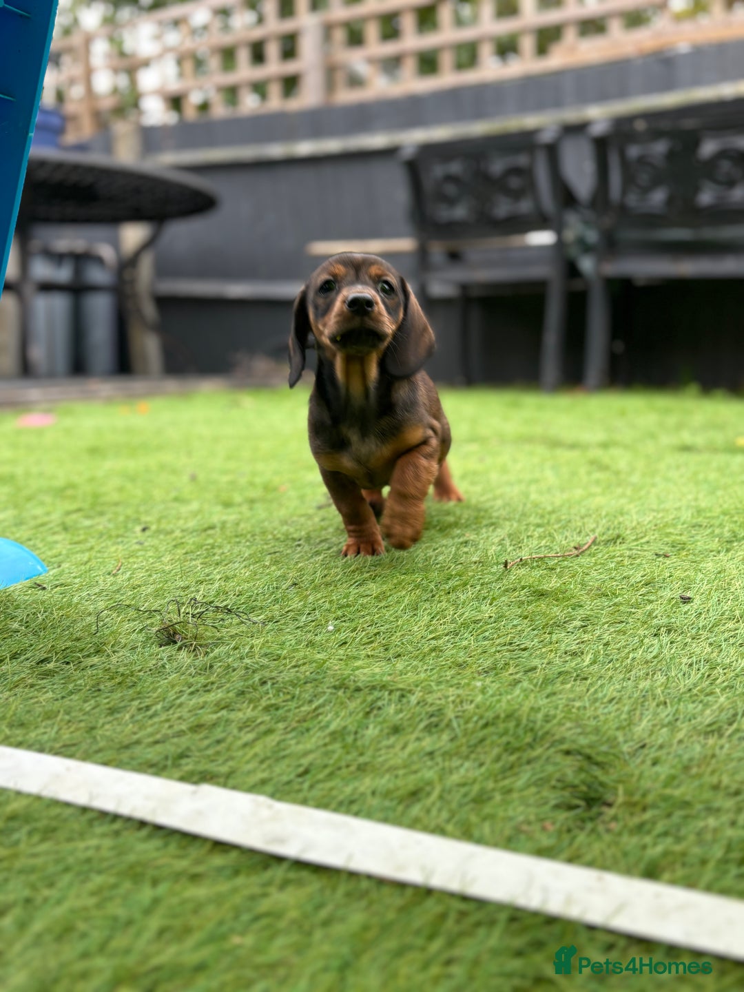 Miniature Dachshund dogs for sale: Beautiful boys 🩵 - Image 2