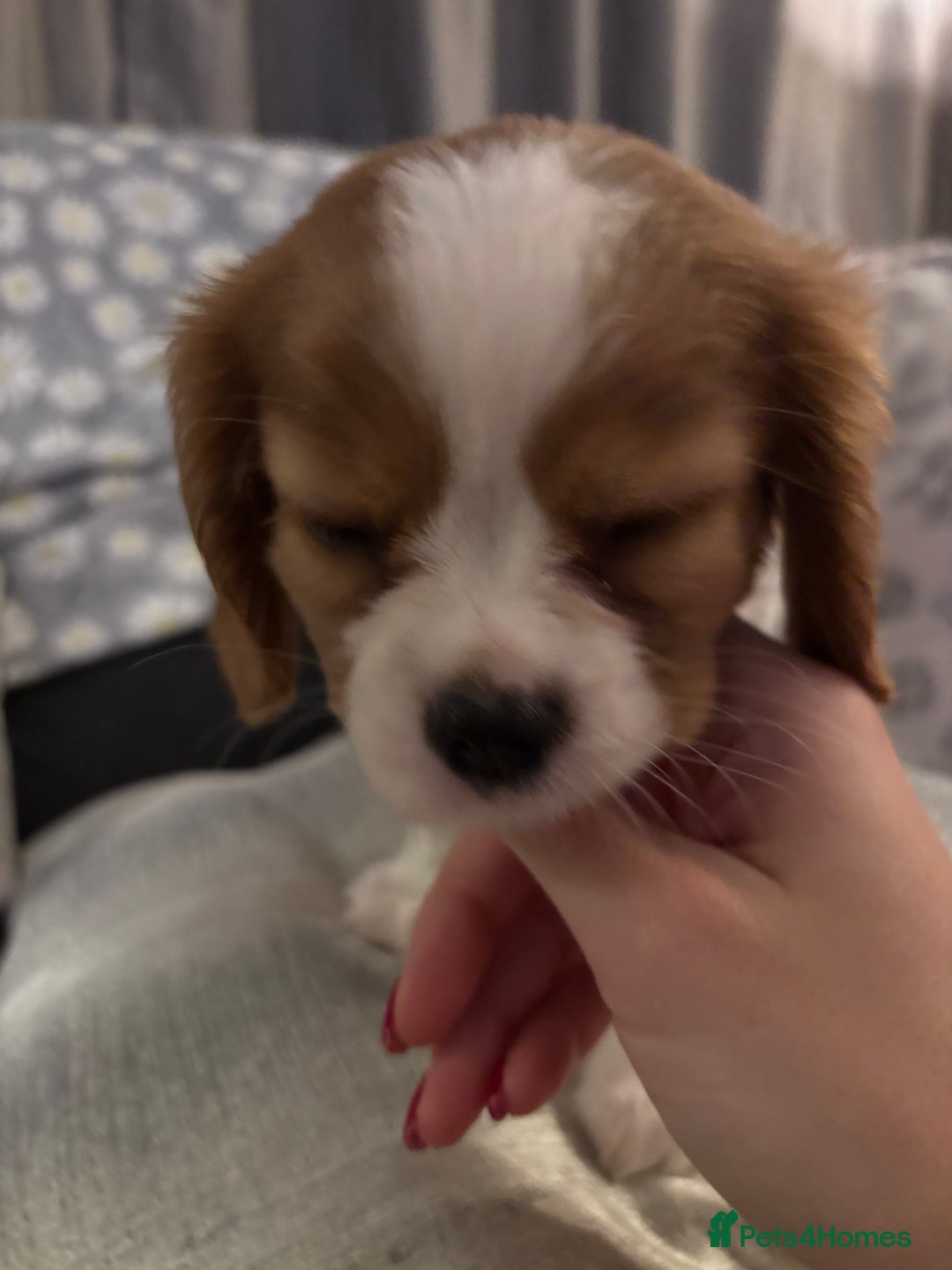Cavalier King Charles Spaniel dogs for sale: Gorgeous Cavalier King Charles Spaniel Puppy - Image 9